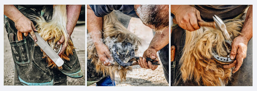 Triptych image sequence of a farrier shoeing a horse: File rasping hoof, smoke from hoof during fitting, hammering the shoe in place