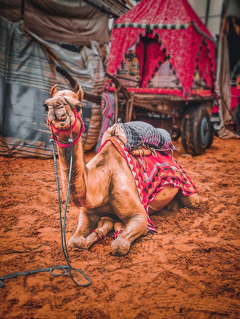 A camel adorned with vibrant red and pink saddle cloth, resting on the sandy grounds of the Pushkar Camel Fair, with a decorated cart in the background.