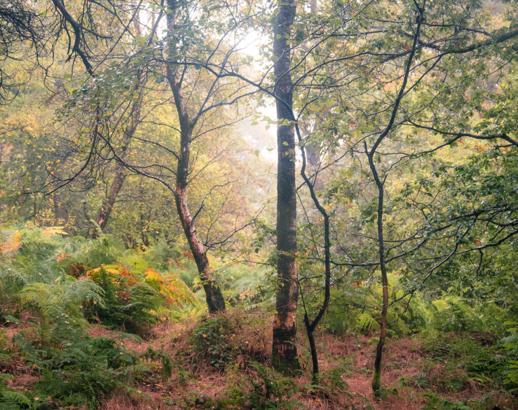 Peaceful woodland scene with misty trees and ferns on a calm morning